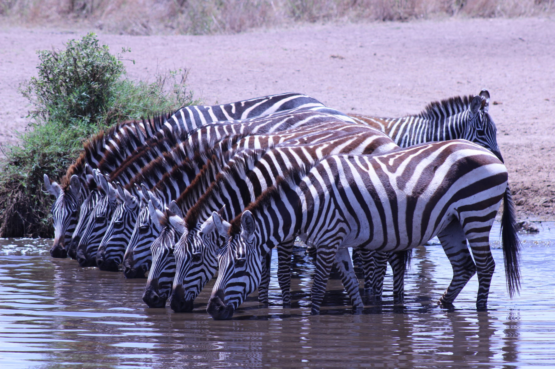 Zebras in Tanzania